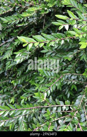 Lonicera pileata kastenblättrige Geißblatt - kleine, glänzende, lanzenförmige Blätter und braune Stängel, Mai, England, Vereinigtes Königreich Stockfoto