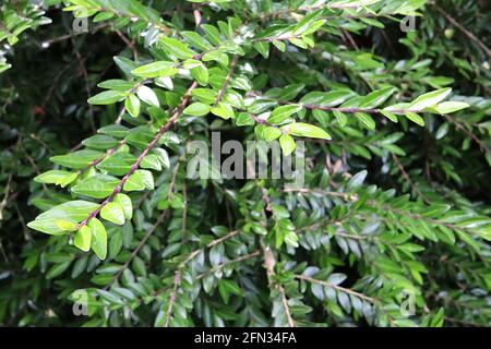 Lonicera pileata kastenblättrige Geißblatt - kleine, glänzende, lanzenförmige Blätter und braune Stängel, Mai, England, Vereinigtes Königreich Stockfoto