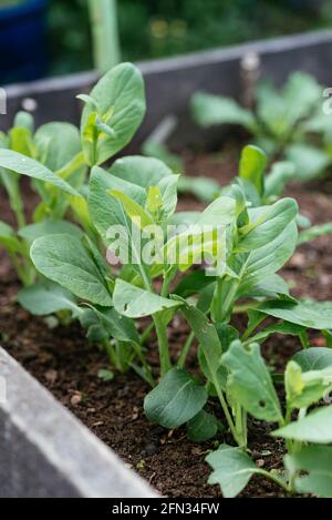 Komatsuna-Pflanzen (Brassica rapa subsp. Nipposinica) Stockfoto