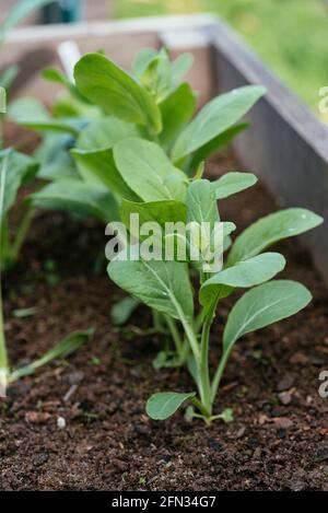 Komatsuna-Pflanzen (Brassica rapa subsp. Nipposinica) Stockfoto