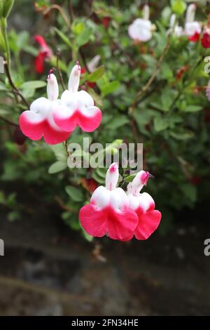 Salvia ‘Hot Lips’ Sage Hot Lips – halbweiße, halbrote Blüten auf grünen Stielen, Mai, England, Großbritannien Stockfoto
