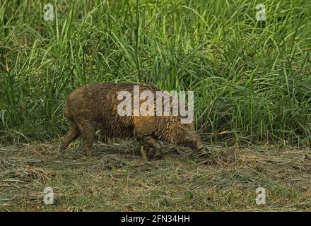 Wildschwein (Sus scrofa vittatus)Erwachsener nach dem Schwelen im Schlammbad mit Schlamm bedeckt Taman Negara NP, Malaysia Februar Stockfoto