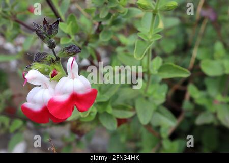 Salvia ‘Hot Lips’ Sage Hot Lips – halbweiße, halbrote Blüten auf grünen Stielen, Mai, England, Großbritannien Stockfoto