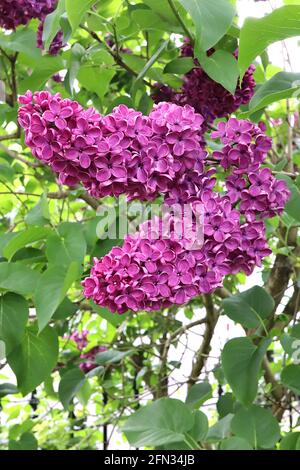 Syringa vulgaris ‘Charles Joly’ Lilac Charles Joly - duftende einzelne lila rote Blüten mit tiefrosa Rändern in konischen Rispen, Mai, England, Großbritannien Stockfoto