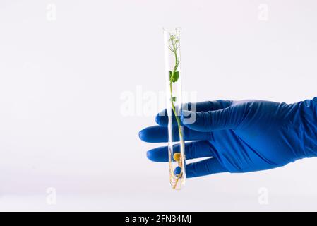 Die Hand im medizinischen Handschuh hält das Reagenzglas mit den Mikrokrünen der Erbsen. Anbau und Erforschung von Mikrogrüns. Stockfoto
