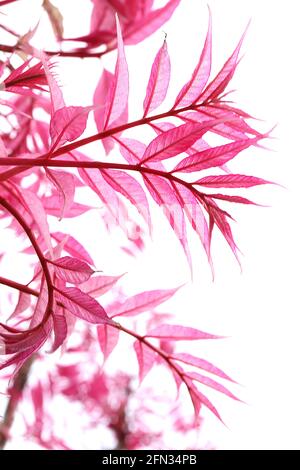 Toona sinensis ‘Flamingo’ Chinesische Zeder Flamingo – transparente, pinkfarbene Blätter, Mai, England, Großbritannien Stockfoto