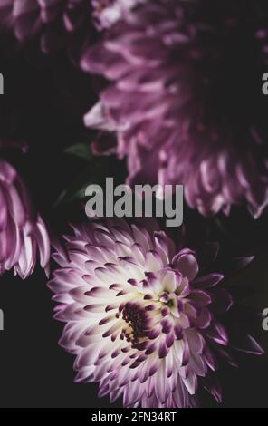 Makro Nahaufnahme Porträt von puerple Chrysanthemen . manchmal auch als Mütter oder chrysanthen Stockfoto
