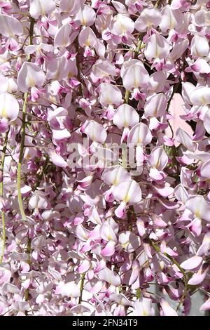 Wisteria floribunda Rosea ‘Hon-beni’ Japanische Glyzinie Hon-beni – weiße, pinkfarbene Blüten mit zentralem gelben Streifen und violetten Spitzen, Mai, England, Stockfoto