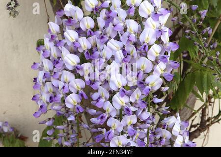 Wisteria floribunda ‘Multijuga’ Japanische Glyzinie Multijuga – Lavendelblüten mit einem schwachen zentralen gelben Streifen, violetten Flügeln und violetten Spitzen, Stockfoto