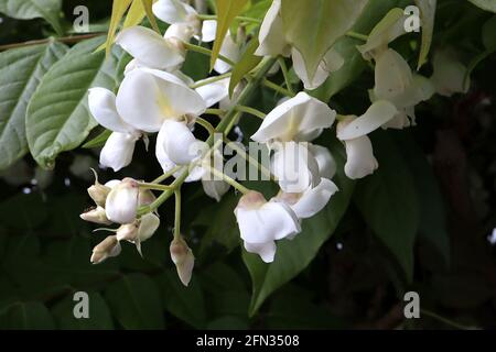 Wisteria brachybotrys albiflora ‘Shiro-Kapitan’ Silky Wisteria Shiro-kapitan – große weiße Blüten mit hellgelben Streifen, bronzegrüne Blätter Stockfoto