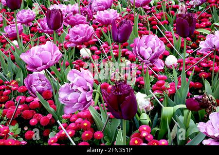 Tulipa / Tulpe ‘Purple Crystal’ mit 7 gefransten, tiefvioletten Blüten Tulipa/ Tulpe ‘Blue Diamond’ Double Late 11 doppelt violette Blüten, gesäumt Stockfoto