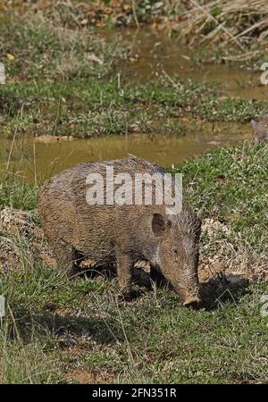 Wildschwein (Sus scrofa vitatus) dult bedeckt mit Schlamm nach dem Schwelgen im Schlammbad Taman Negara NP, Malaysia Februar Stockfoto