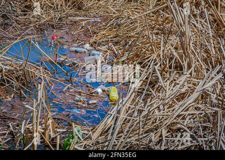 Angesammelter, übersäter Müll, der nach starkem Regen in Cattail-Feuchtgebieten, Castle Rock Colorado USA, gesammelt wurde. Foto aufgenommen im Mai. Stockfoto