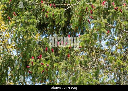 Rote Zapfen auf norwegischer Fichte (Picea abies) im Frühjahr, Großbritannien Stockfoto