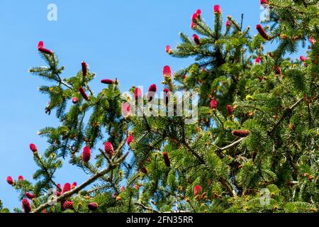 Rote Zapfen auf norwegischer Fichte (Picea abies) im Frühjahr, Großbritannien Stockfoto