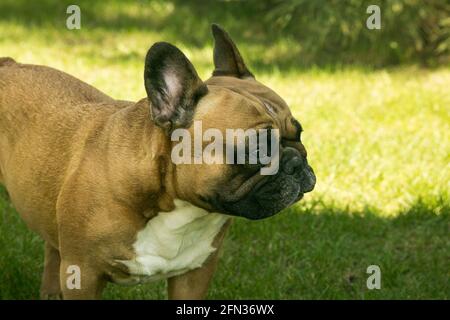 Eine niedliche französische Bulldogge, die auf dem grünen Gras läuft. Französische Bulldoggen sind Hundegefährten. Stockfoto