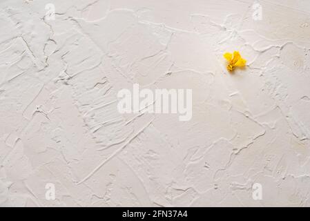 Verblassen alt gelb hell Herbst Blume auf einem Zement Muster grunge rau verputzt Wand Textur Hintergrund. Herbst, allein, Einsamkeit, Depression, Schwermut, Herbst Verkauf concept.Copy space.Minimal. Stockfoto