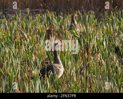 Paar Graugänse im Schilf bei Sonnenaufgang im Leighton Moss RSPB Naturschutzgebiet Lancashire, England, Großbritannien Stockfoto
