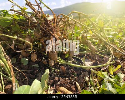 Erdnussernte. Frische Erdnüsse mit Muscheln auf Ackerland. Stockfoto