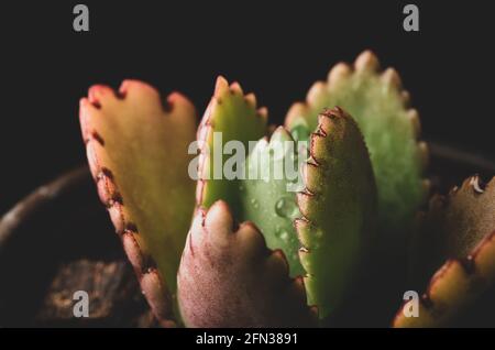 Makro-Nahaufnahme Porträt der kalanchoe fedtschenkoi Sukulente Stockfoto