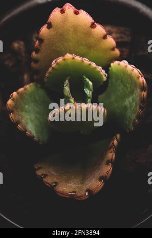 Makro-Nahaufnahme Porträt der kalanchoe fedtschenkoi Sukulente Stockfoto