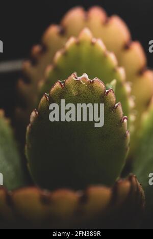 Makro-Nahaufnahme Porträt der kalanchoe fedtschenkoi Sukulente Stockfoto