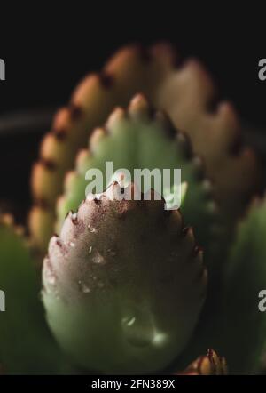 Makro-Nahaufnahme Porträt der kalanchoe fedtschenkoi Sukulente Stockfoto