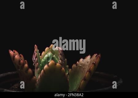 Makro-Nahaufnahme Porträt der kalanchoe fedtschenkoi Sukulente Stockfoto