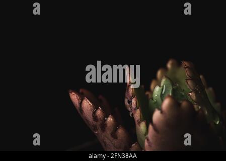 Makro-Nahaufnahme Porträt der kalanchoe fedtschenkoi Sukulente Stockfoto