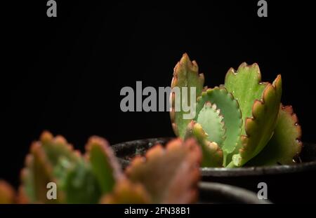 Makro-Nahaufnahme Porträt der kalanchoe fedtschenkoi Sukulente Stockfoto