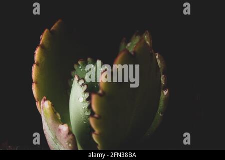 Makro-Nahaufnahme Porträt der kalanchoe fedtschenkoi Sukulente Stockfoto