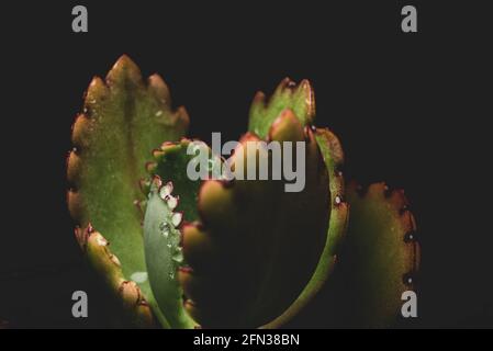 Makro-Nahaufnahme Porträt der kalanchoe fedtschenkoi Sukulente Stockfoto