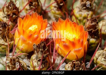 Fasskaktus in Blüte. Arizona Cactus Garden, Stanford, Kalifornien, USA. Stockfoto