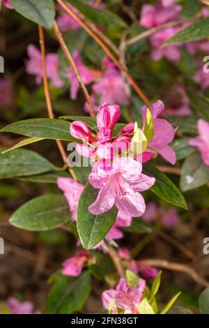 Rhododendron – Olga Mezitt blüht im Frühjahr, natürliches Pflanzenportrait Stockfoto