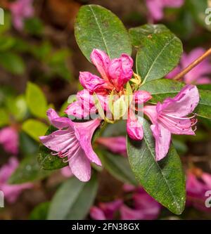 Rhododendron – Olga Mezitt blüht im Frühjahr, natürliches Pflanzenportrait Stockfoto