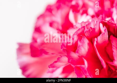 Floraler Hintergrund in hellen Farben. Eine Nelkenblume im weichen Fokus. Stockfoto
