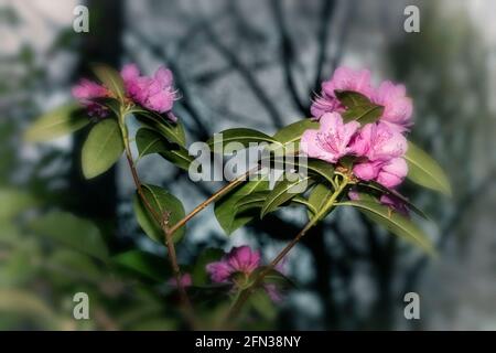 Rhododendron – Olga Mezitt blüht im Frühjahr, natürliches Pflanzenportrait Stockfoto