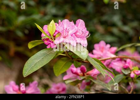 Rhododendron – Olga Mezitt blüht im Frühjahr, natürliches Pflanzenportrait Stockfoto