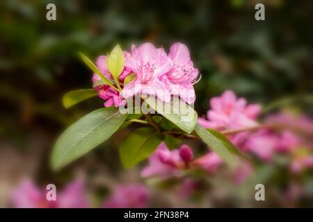 Rhododendron – Olga Mezitt blüht im Frühjahr, natürliches Pflanzenportrait Stockfoto