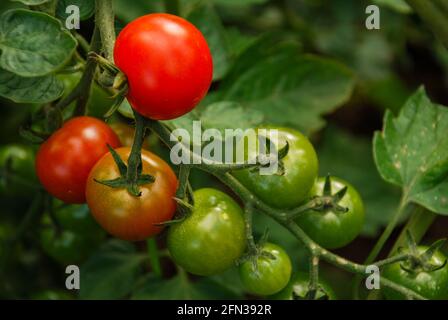 Tomaten in verschiedenen Reifstufen wachsen auf Stiel Stockfoto