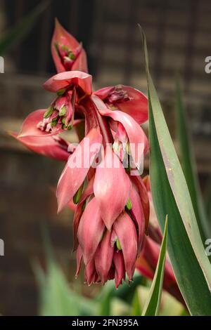 BESCHORNERIA Yuccoides Blütenspitze in Nahaufnahme Stockfoto