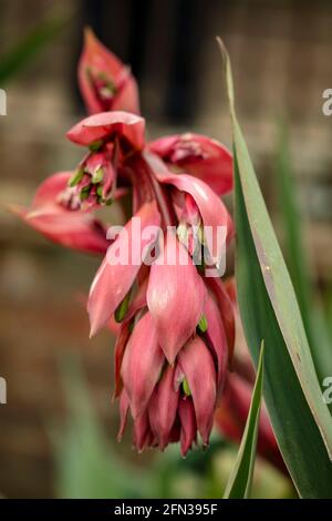 BESCHORNERIA Yuccoides Blütenspitze in Nahaufnahme Stockfoto