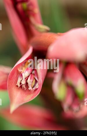 BESCHORNERIA Yuccoides Blütenspitze in Nahaufnahme Stockfoto