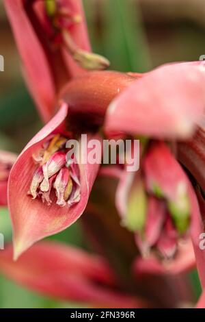 BESCHORNERIA Yuccoides Blütenspitze in Nahaufnahme Stockfoto