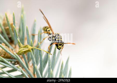 Wespen-Makro Nahaufnahme der gelben und schwarzen Hornisse von Insekten. Gelbjacke Wespe. Stockfoto