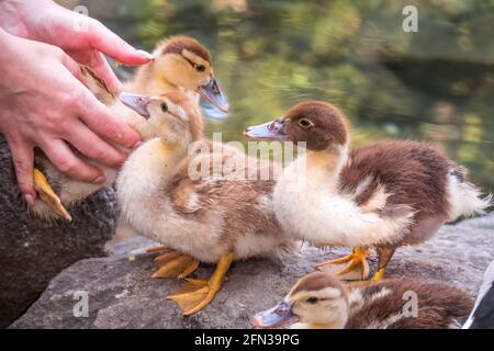 Eine Frau hält ein gelbes kleines Entlein in der Handfläche auf einem grünen Hintergrund. Niedliche kleine Enten stehen an einer Seeufer. Landwirtschaft, Stockfoto