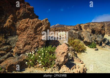 Blumen blühen auf roten Felsen tiefblauer Himmel Stockfoto