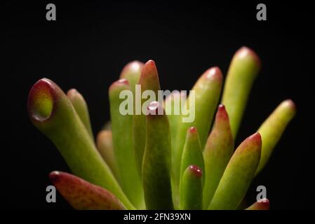 Makro Nahaufnahme Porträt einer Crassula Ovata Sukkulenten Pflanze Stockfoto