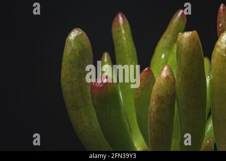 Makro Nahaufnahme Porträt einer Crassula Ovata Sukkulenten Pflanze Stockfoto