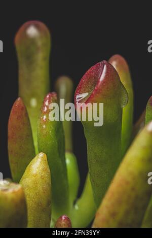 Makro Nahaufnahme Porträt einer Crassula Ovata Sukkulenten Pflanze Stockfoto